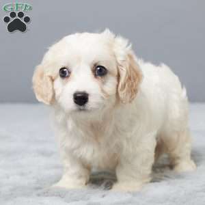 Chance, Cavachon Puppy